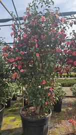 Esemplari di camelia,azalea,rododendro 