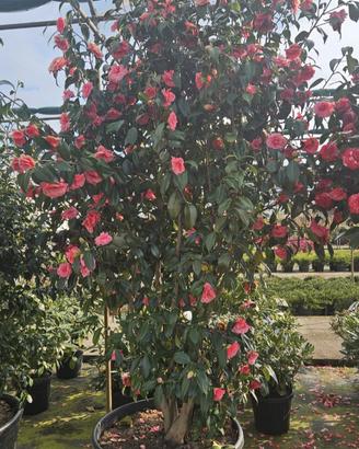 Esemplari di camelia,azalea,rododendro 