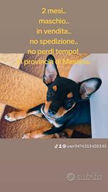 Meticcio Pinscher miniatura