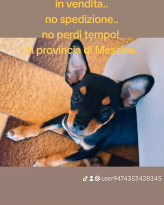 Meticcio Pinscher miniatura