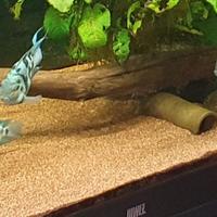 Ciclidi polar parrot