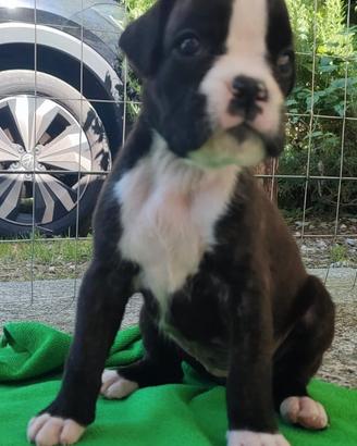 Cuccioli BOXER