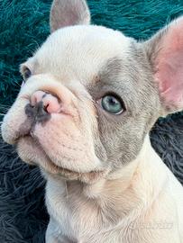 Bulldog francese