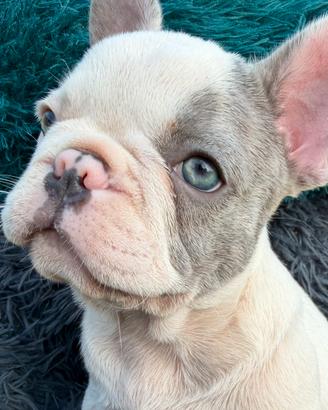 Bulldog francese