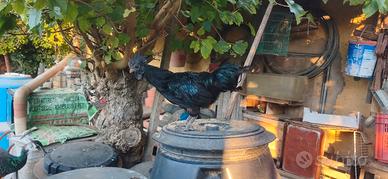 Gallo Ayam Cemani