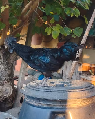 Gallo Ayam Cemani