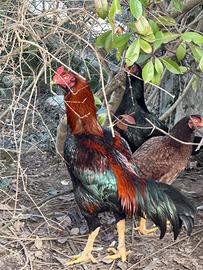 Gallo e galline