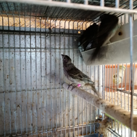 Ciuffolotti messicani