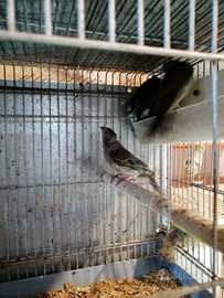 Ciuffolotti messicani