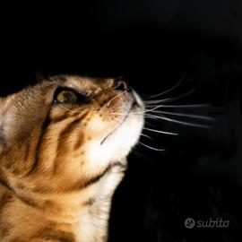 Bungal masc.1 ,fem.1