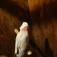 Cacatua Roseicapilla