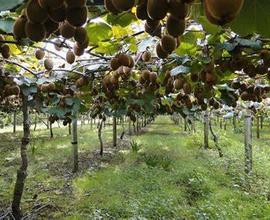 Azienda Agricola