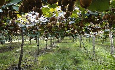 Azienda Agricola