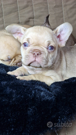 Bulldog Francese
