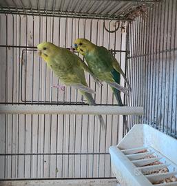 Coppia raimbow
