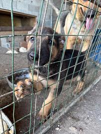 Cuccioli pastore tedesco