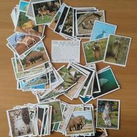 Figurine Animali Panini