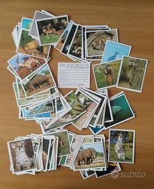 Figurine Animali Panini