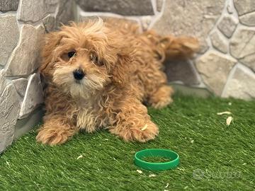 Maltipoo