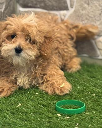 Maltipoo