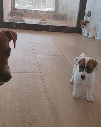 Cucciola di Jack Russell