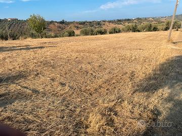 Terreno agricolo 20.000 mq