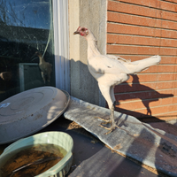 Gallo combattente inglese moderno nano