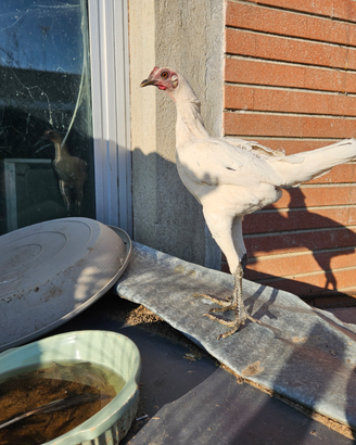 Gallo combattente inglese moderno nano
