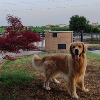 Golden Retriever americano 100% monta