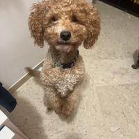 Barboncino nano per monta