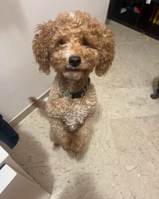 Barboncino nano per monta