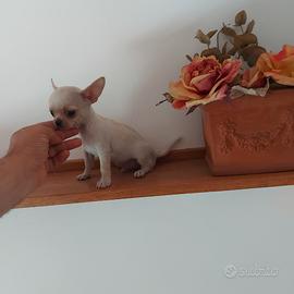 Chihuahua cuccioli