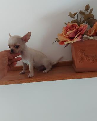Chihuahua cuccioli