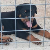 Cucciolo di rottweiler maschio di due mesi