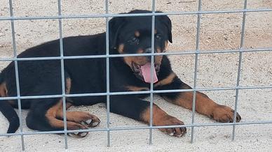 Cucciolo di rottweiler maschio di due mesi