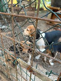 Beagle cuccioli