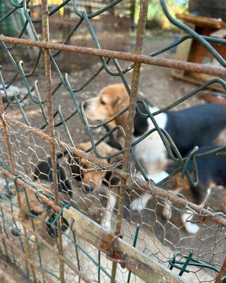 Beagle cuccioli