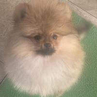 Volpino dí Pomerania nano