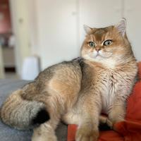 British Shorthair Golden