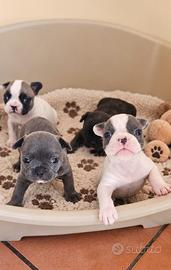 Bulldog francese