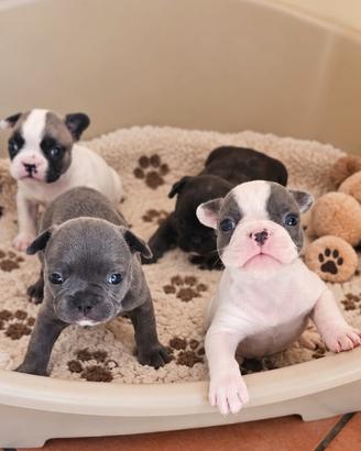 Bulldog francese
