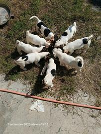 cuccioli Jack Russel
