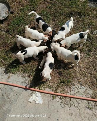 cuccioli Jack Russel