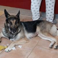 Pastore Tedesco femmina