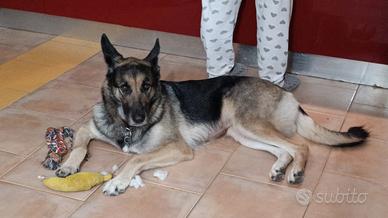 Pastore Tedesco femmina