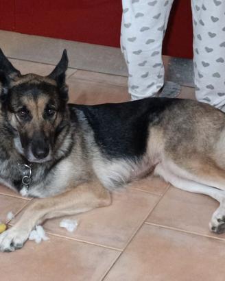 Pastore Tedesco femmina