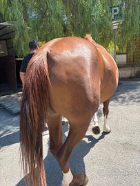 Cavalla paint con doc americano