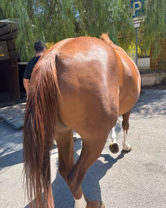 Cavalla paint con doc americano