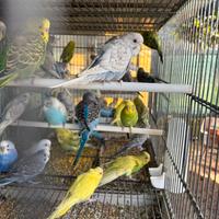 Pappagalli cocorite in molte mutazioni