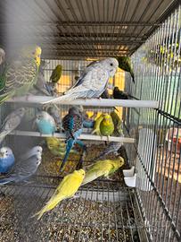 Pappagalli cocorite in molte mutazioni